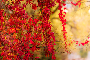 Leaves of trees in autumn colors, sunlit