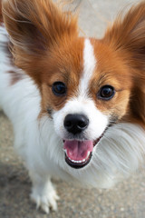 Fototapete bei efototapeten.de bestellen   