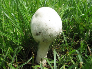 Mushroom