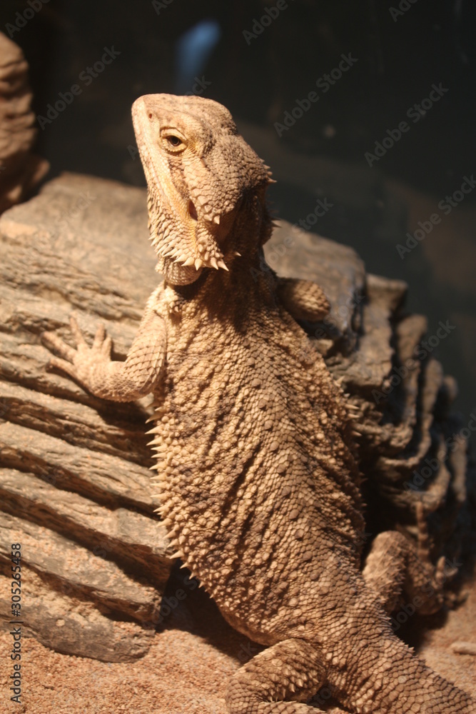 Canvas Prints a bearded dragon on a rock