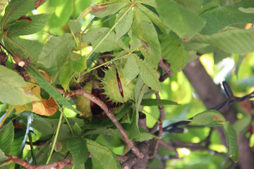 chestnut south tyrol leaves green