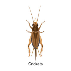 Grasshopper vector icon.Cartoon vector icon isolated on white background grasshopper.