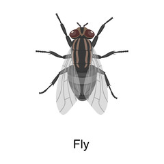 Insect fly vector icon.Cartoon vector icon isolated on white background insect fly.