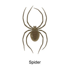 Spider vector icon.Cartoon vector icon isolated on white background spider .