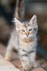 A curious house cat posing  