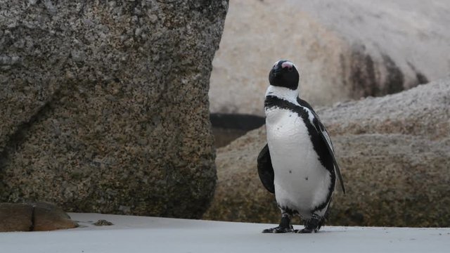 African penguin beak cleans feathers. African penguin ( Spheniscus demersus) also known as the jackass penguin and black-footed penguin. South Africa