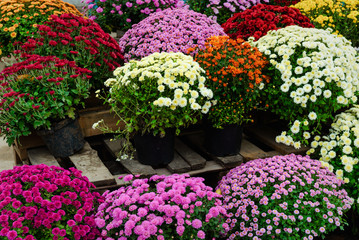 Many different of multicolored chrysanthemums