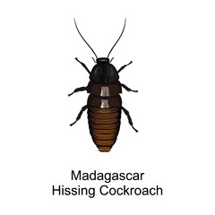 Cockroach insect vector icon.Cartoon vector icon isolated on white background cockroach insect.