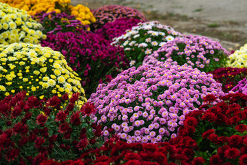 Fototapeta na wymiar Many multi-colored chrysanthemums