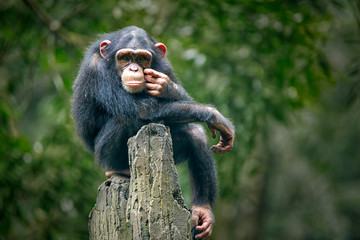 Chimpanzee consists of two extant species: common chimpanzee and bonobo. Bonobos and common chimpanzees are the only species of great apes that are currently restricted in their range to Africa - obrazy, fototapety, plakaty