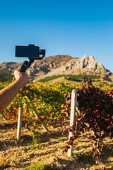 Photo shooting on mobile phone in the vineyard