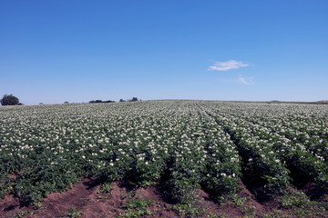Patate in fiore