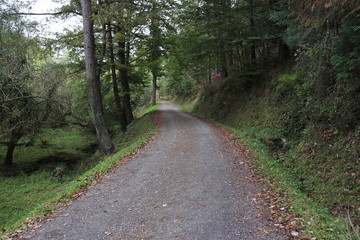 Camino del bosque entre árboles