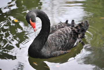 Oche, cigni e aironi a Teramo
