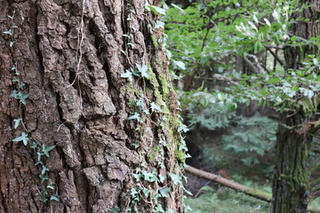 Tronco de árbol con hojas en el bosque verde
