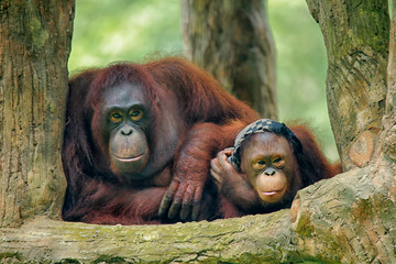 The orangutans (also spelled orang-utan, orangutang, or orang-utang) are three extant species of great apes native to Indonesia and Malaysia.