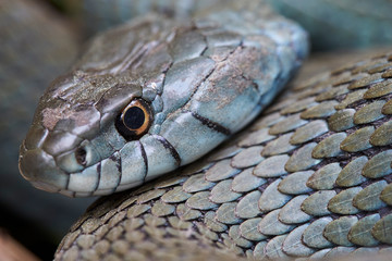 Retrato en primer plano de Culebra de Collar (Natrix Natrix)