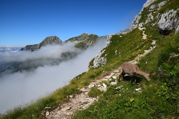 Fototapeta na wymiar Stambecco delle Alpi (Capra ibex)