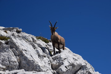 Stambecco delle Alpi (Capra ibex)