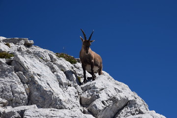 Stambecco delle Alpi (Capra ibex)