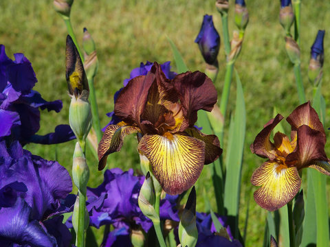 A variety of red iris flowers