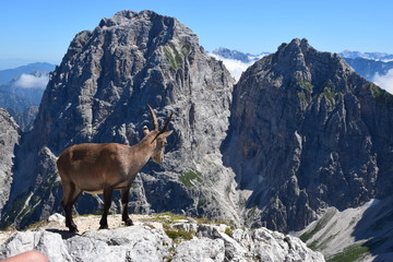 Stambecco delle Alpi (Capra ibex)