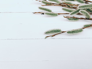 Easter Background with Pussy Willow Branches on Wooden White Boards. Vintage Spring Floral Background with Willow Catkins. Copy Space
