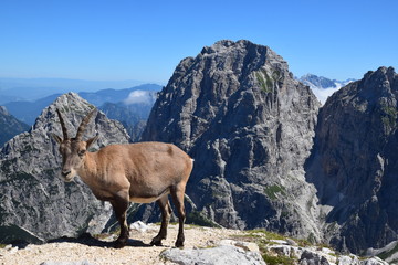 Stambecco delle Alpi (Capra ibex)