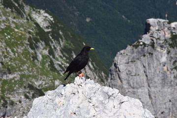 Gracchio alpino (Pyrrhocorax graculus)