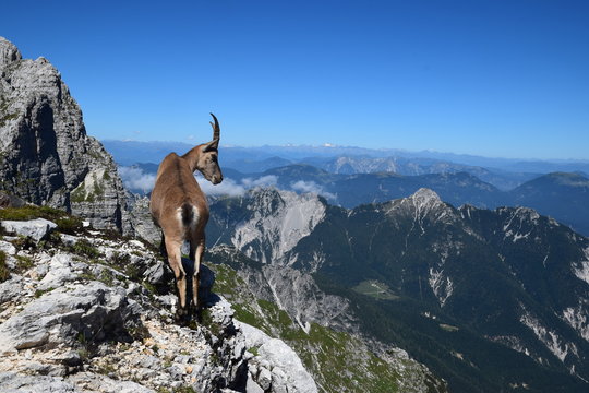 Stambecco delle Alpi (Capra ibex)