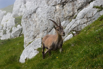 Stambecco delle Alpi (Capra ibex)