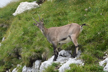 Stambecco delle Alpi (Capra ibex)