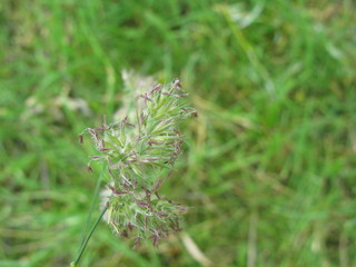 Grass