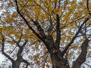 Großer Baum im Herbst mit vielen bunt gefärbten Blättern