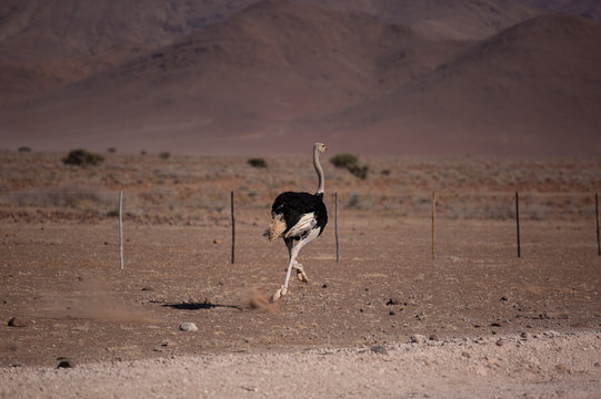 Frightened thick ostrich running with high speed along the road in Namibia desert