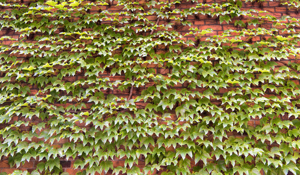 4,337 BEST Red Brick Wall Vines IMAGES, STOCK PHOTOS & VECTORS | Adobe ...