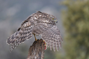 Azor joven (Accipiter gentilis) en postura defensiva