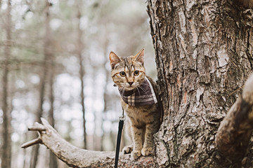 Explorer cat on a leash sitting on branch of tree in the forest.