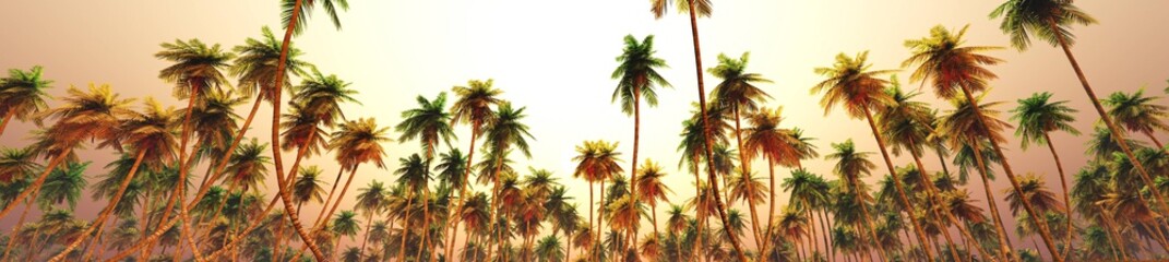 Fototapeta na wymiar Palm trees at sunset, sunset panorama in palm trees