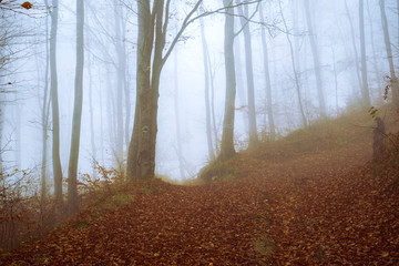 Early morning in the beech forest with fog, Cindrel mountains, Romania