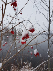 Vogelbeeren im Schnee