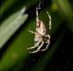 A large white spider in the home garden