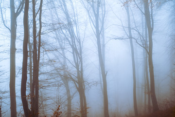 Early morning in the beech forest with fog, Cindrel mountains, Romania