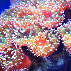 Sea anemones and corals in marine aquarium