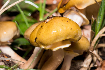 Mushrooms in the forest since it is autumn and it is its time