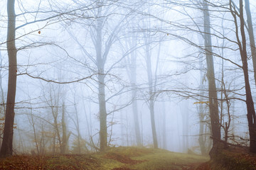 Early morning in the beech forest with fog, Cindrel mountains, Romania