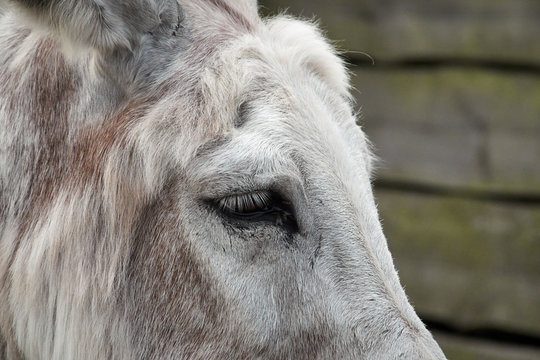 Part of a donkey head in profile