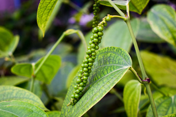 fresh green peppercorn on the plant with leaves
