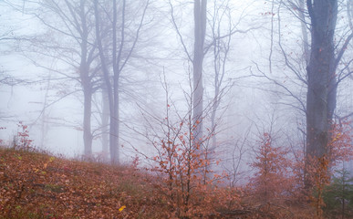 Early morning in the beech forest with fog, Cindrel mountains, Romania