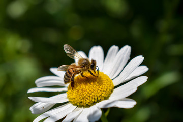 bee on a daisy flower